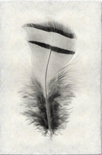 Load image into Gallery viewer, Feather Study Large
