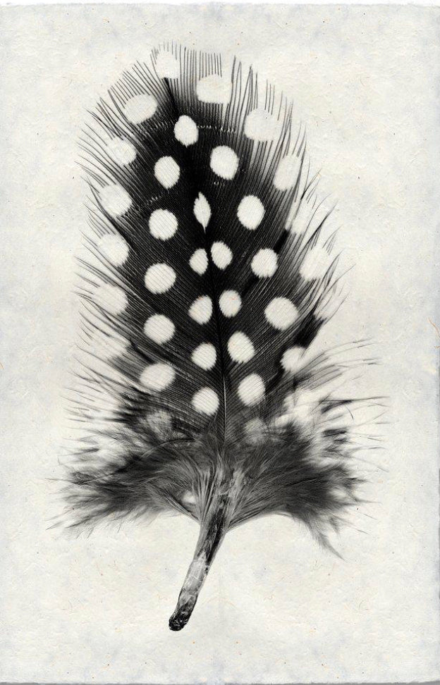 Feather Study Large