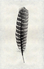 Load image into Gallery viewer, Feather Study Large
