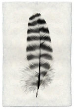 Load image into Gallery viewer, Feather Study Large
