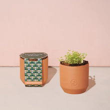 Load image into Gallery viewer, Tiny Terracotta Grow Kit
