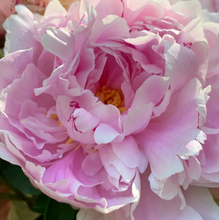 Load image into Gallery viewer, Pink Picasso Paint By Numbers Kit
